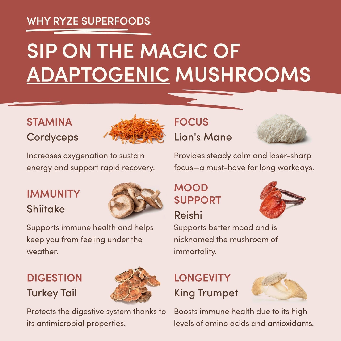 Mushroom Chicory (30 Servings) Z9