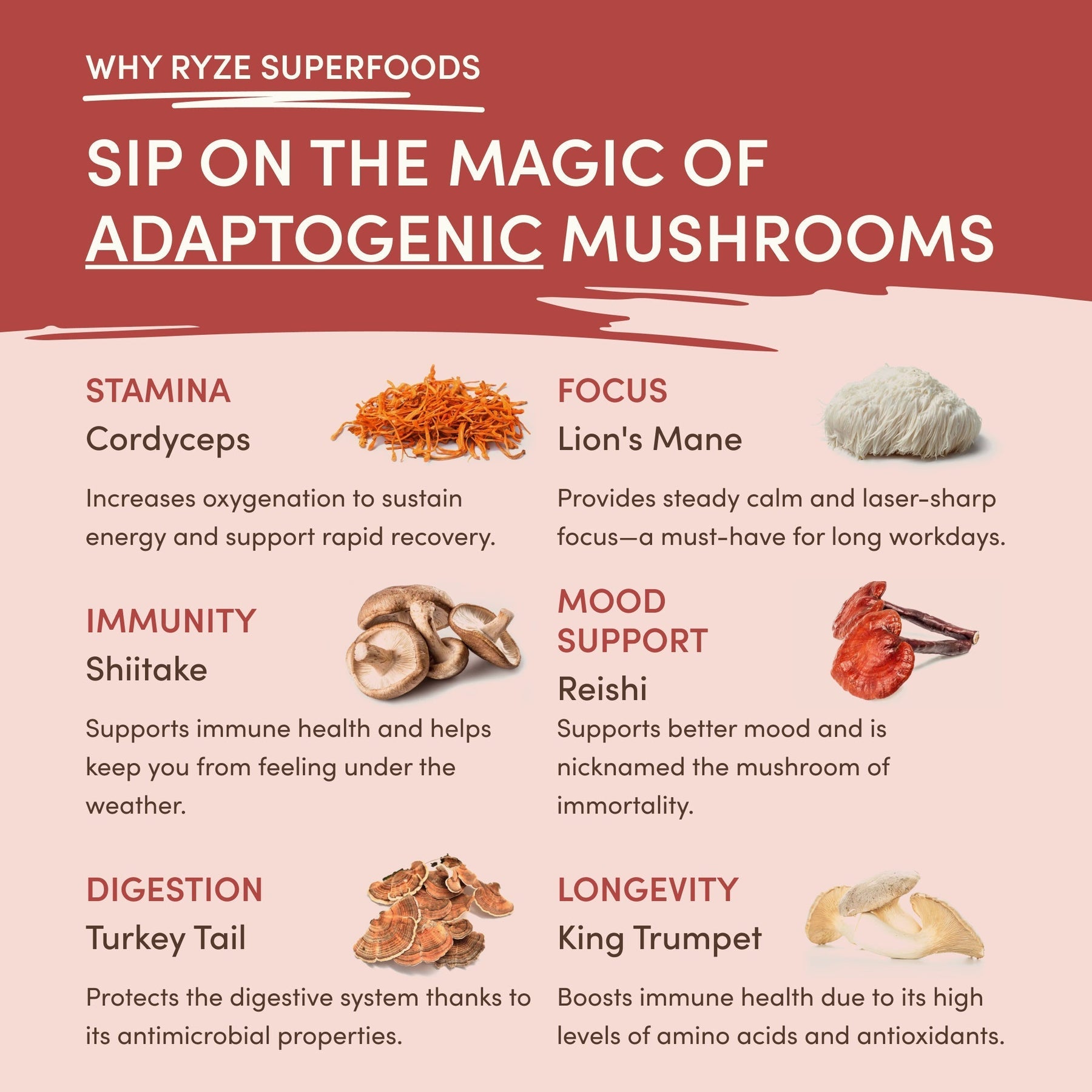 Mushroom Chai (20 Servings) Z8