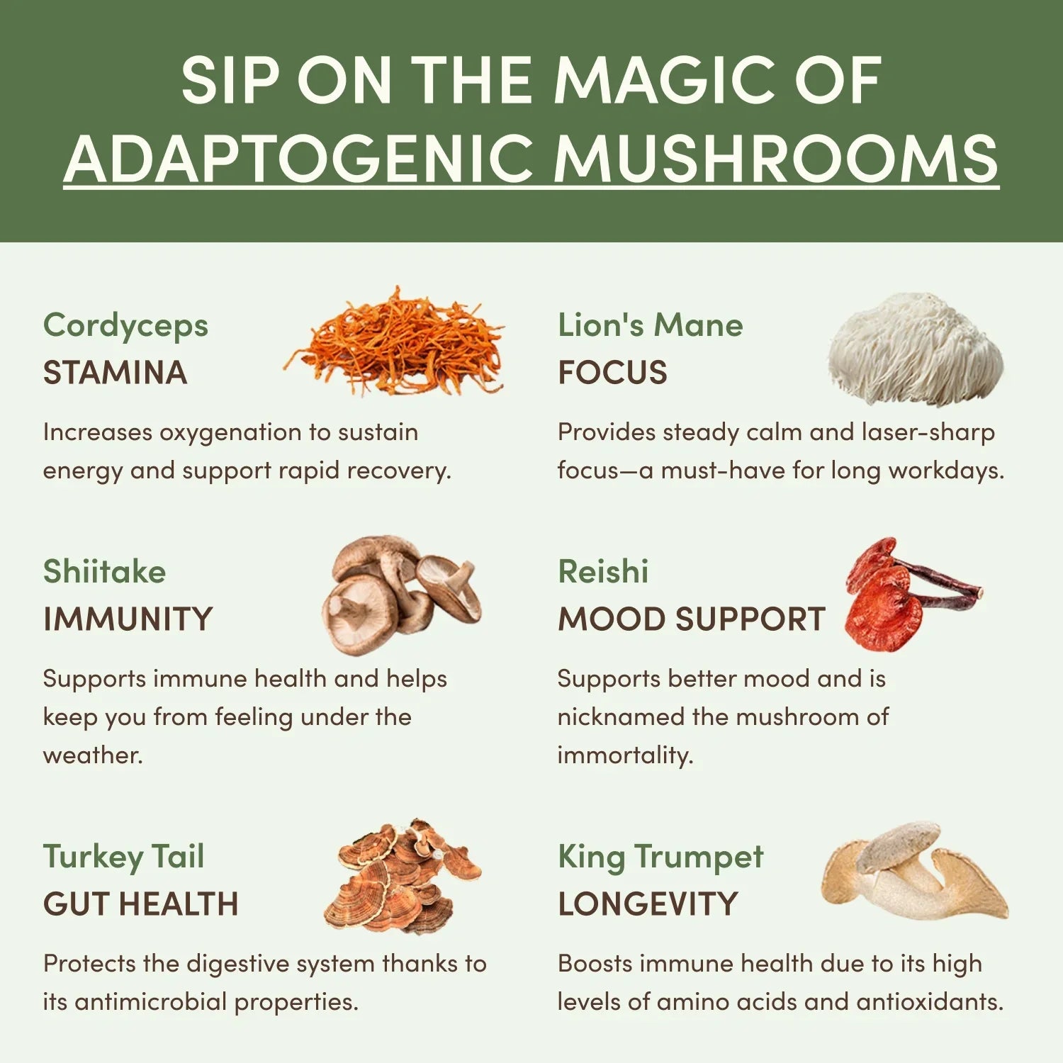 Mushroom Matcha Starter Kit (60 Servings) M4